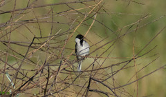 Emberiza schoeniclus