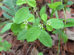 Euphorbia ixtlana