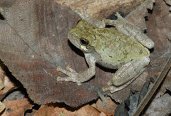 Hyla avivoca