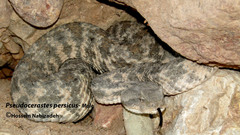 Persian Horned Viper photo 2
