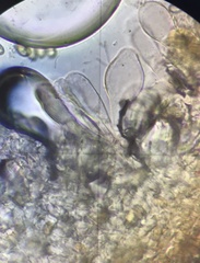 Pseudosperma friabile