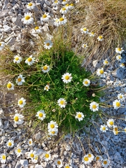Anthemis cretica