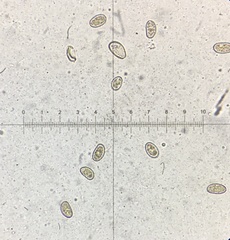 Pseudosperma friabile
