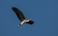 Ardea cinerea