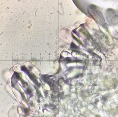 Pseudosperma friabile