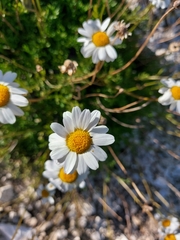 Anthemis cretica