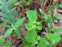 Euphorbia ixtlana