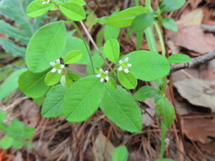 Euphorbia ixtlana