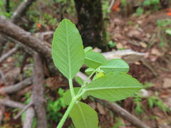 Euphorbia ixtlana