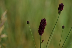 Sanguisorba officinalis
