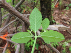 Euphorbia ixtlana