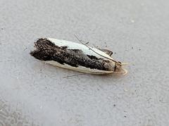 Dichomeris setosella