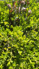 Chloropyron maritimum