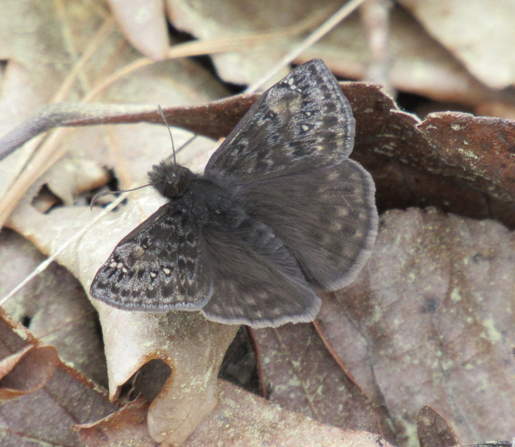 Juvenal's Duskywing from Heartwood Natural Area, Rocky Branch, LA, USA on March 20, 2018 at 02
