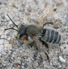 Megachile latimanus