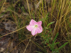 Convolvulus erubescens
