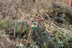 Pitcairnia karwinskyana