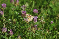 Vanessa cardui