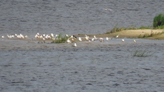 Haematopus ostralegus