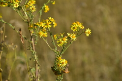 Jacobaea vulgaris