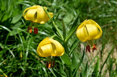 Lilium jankae