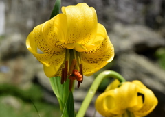 Lilium jankae