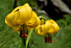 Lilium jankae