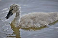 Cygnus olor