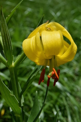 Lilium jankae