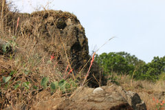 Pitcairnia karwinskyana