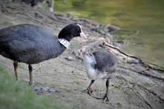 Fulica atra