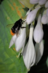 Bombus