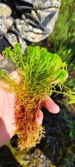 Sphagnum riparium