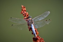 Orthetrum cancellatum