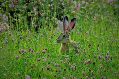 Lepus europaeus