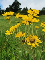 Hymenoxys integrifolia