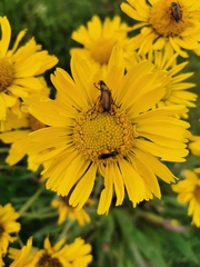 Hymenoxys integrifolia