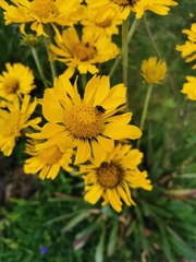 Hymenoxys integrifolia