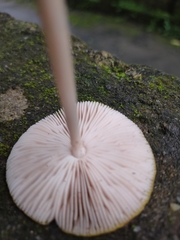 Pluteus chrysophlebius
