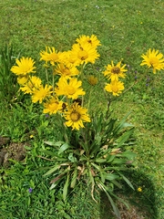 Hymenoxys integrifolia