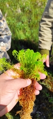 Sphagnum riparium