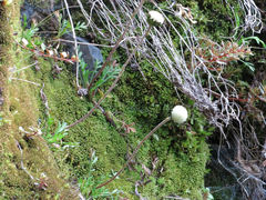 Leptinella pyrethrifolia