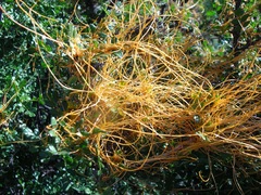 Cuscuta veatchii