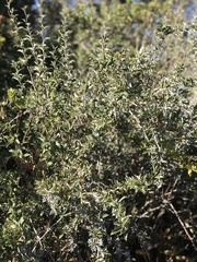 Berberis chilensis