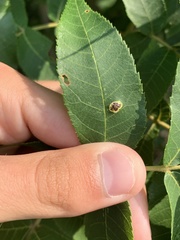 Puccinia andropogonis
