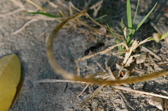 Camponotus vagus