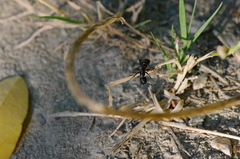 Camponotus vagus