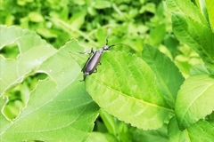 Epicauta curvicornis