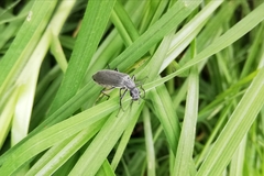 Epicauta curvicornis