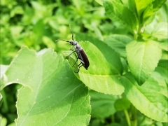 Epicauta curvicornis